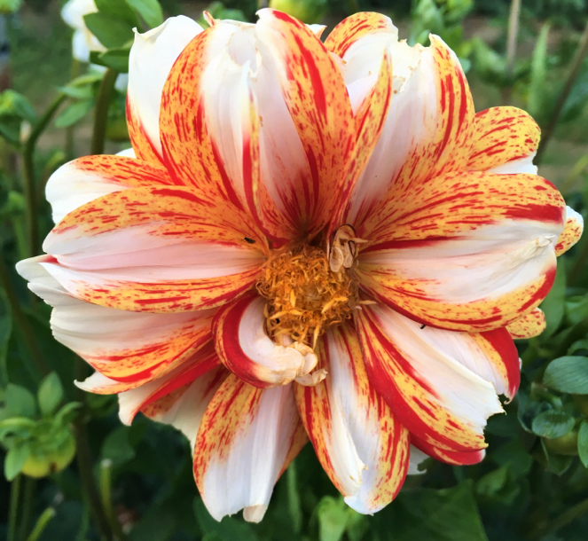 Dahlia Sun And Ice